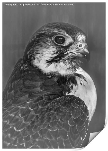  Cooper's hawk  Print by Doug McRae