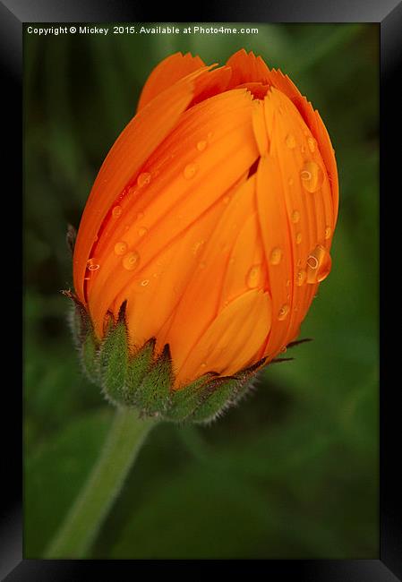 Orange Daisy Framed Print by rawshutterbug 