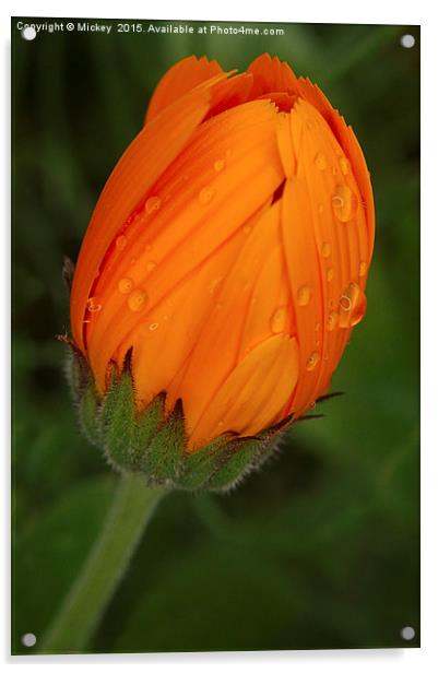 Orange Daisy Acrylic by rawshutterbug 