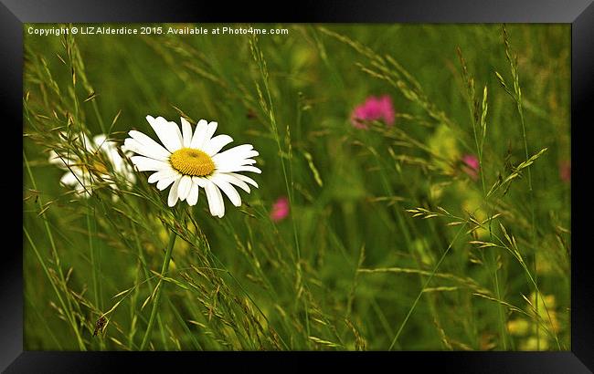  Oxeye Daisy Framed Print by LIZ Alderdice