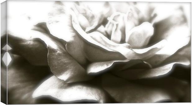  A Black Single Rose Canvas Print by Sue Bottomley
