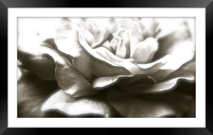  A Black Single Rose Framed Mounted Print by Sue Bottomley