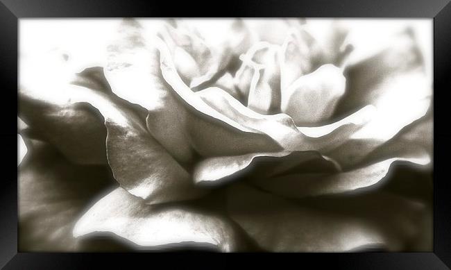  A Black Single Rose Framed Print by Sue Bottomley