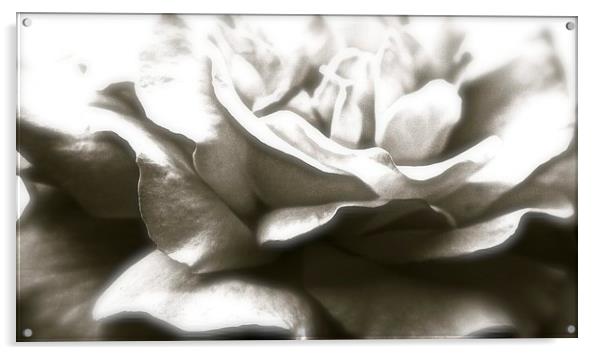  A Black Single Rose Acrylic by Sue Bottomley