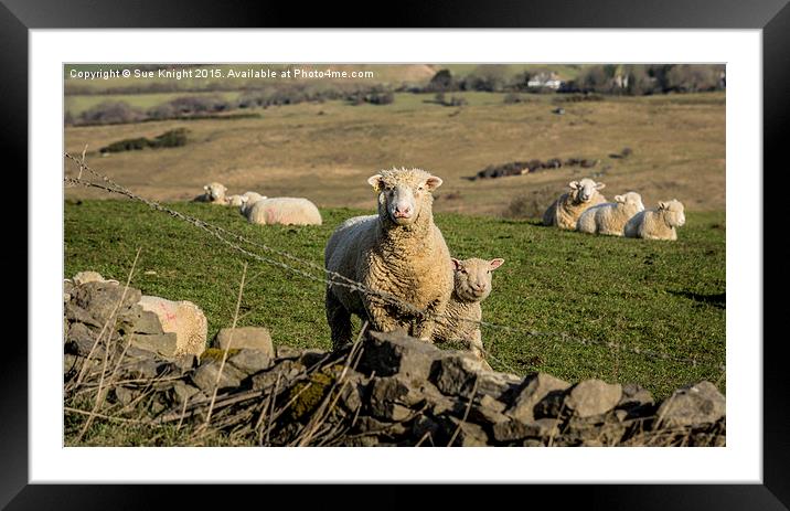  Sheep at Corfe Framed Mounted Print by Sue Knight