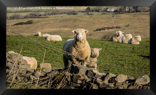  Sheep at Corfe Framed Print by Sue Knight
