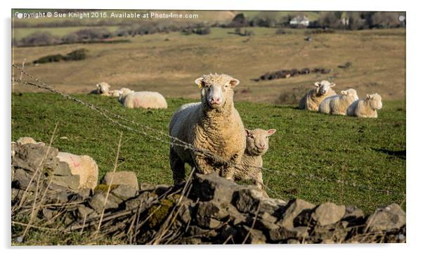  Sheep at Corfe Acrylic by Sue Knight