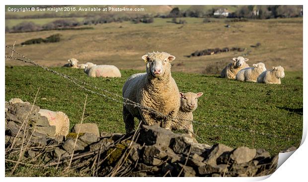  Sheep at Corfe Print by Sue Knight