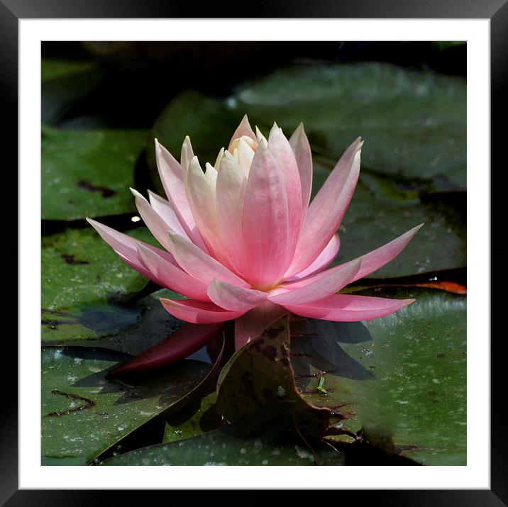 Pink Waterlily  Framed Mounted Print by Kathleen Stephens
