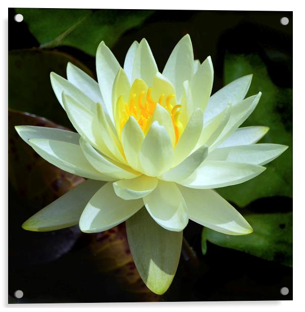  White Waterlily Acrylic by Kathleen Stephens