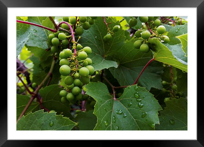  grapes in the rain Framed Mounted Print by Marinela Feier