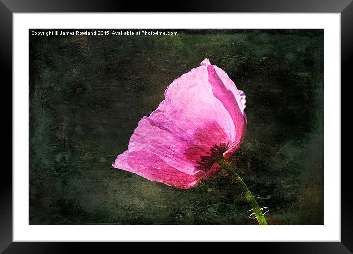Poppy Sunshine Framed Mounted Print by James Rowland