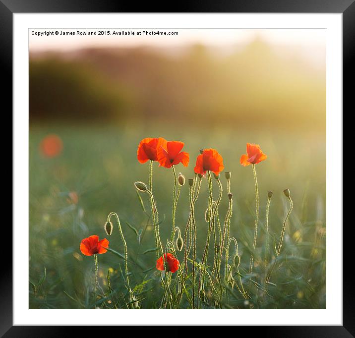  Poppy Evening Framed Mounted Print by James Rowland