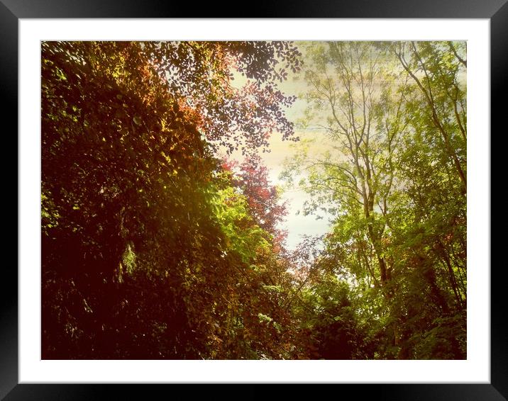  Forest Colours. Framed Mounted Print by Heather Goodwin