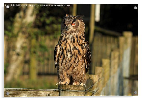 Sunlit European Eagle Owl Acrylic by Richard Long