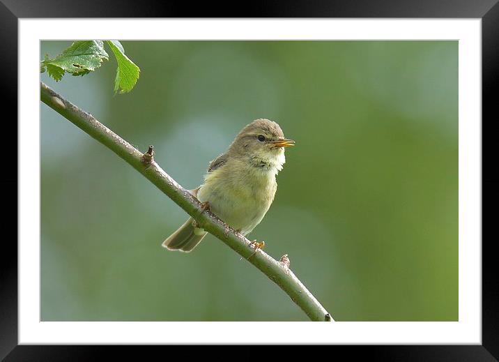  Willow Warbler Framed Mounted Print by David Brotherton