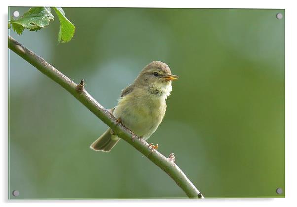  Willow Warbler Acrylic by David Brotherton
