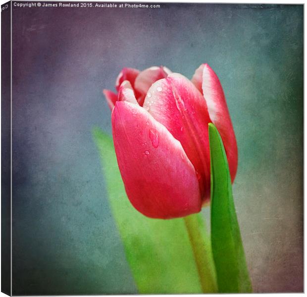 Tulip Canvas Print by James Rowland