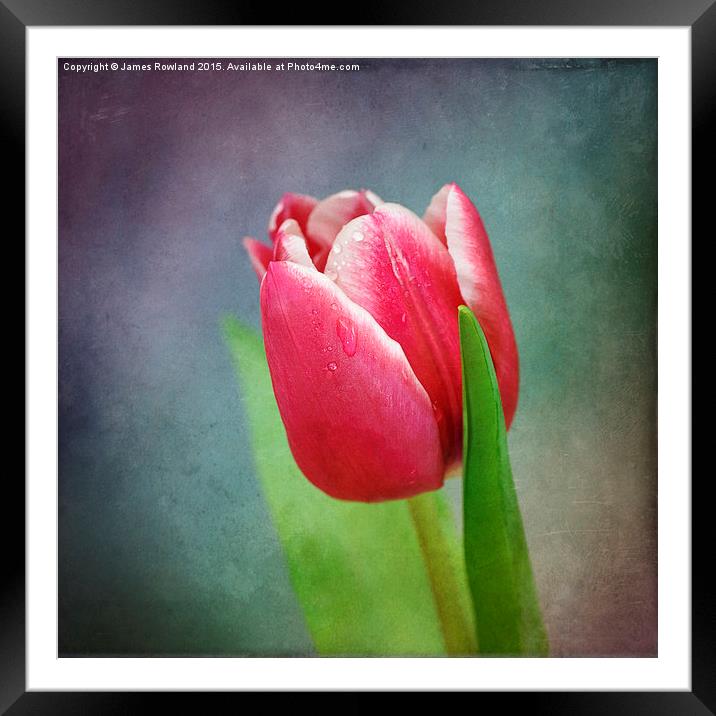 Tulip Framed Mounted Print by James Rowland