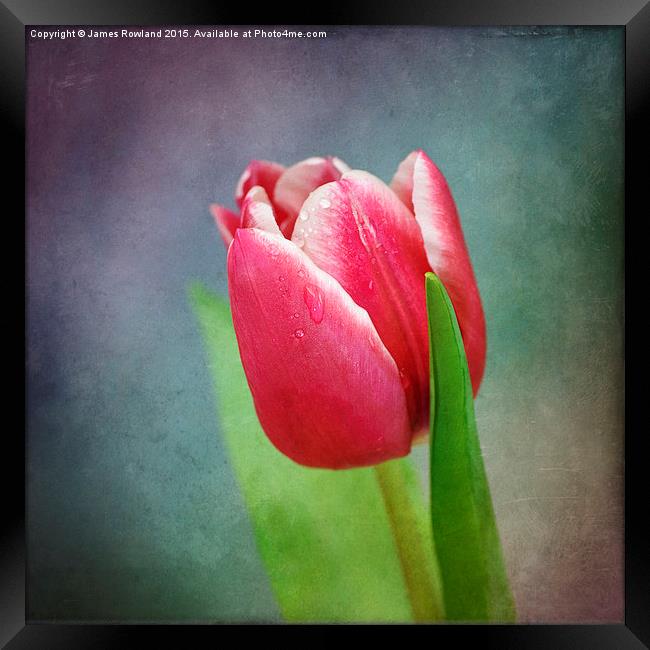 Tulip Framed Print by James Rowland