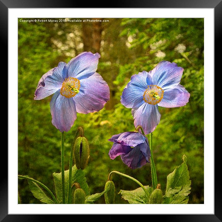  Meconopsis Mrs Jebb Framed Mounted Print by Robert Murray