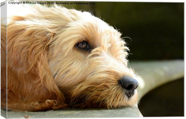  Golden Doodle Canvas Print by Andrew Heaps