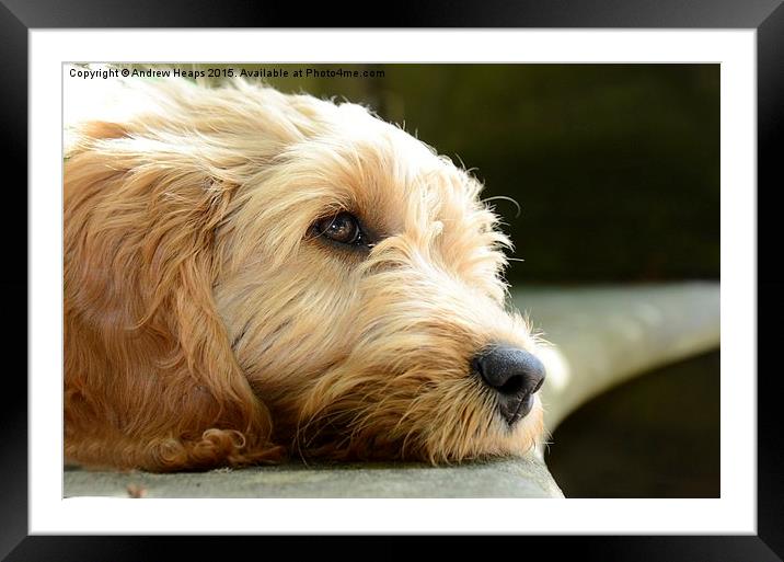  Golden Doodle Framed Mounted Print by Andrew Heaps