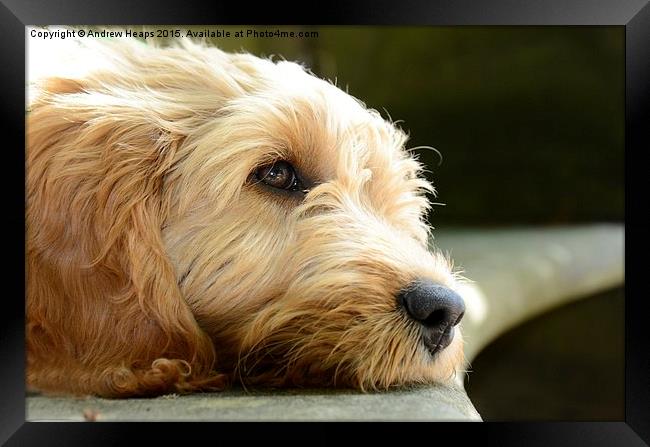  Golden Doodle Framed Print by Andrew Heaps