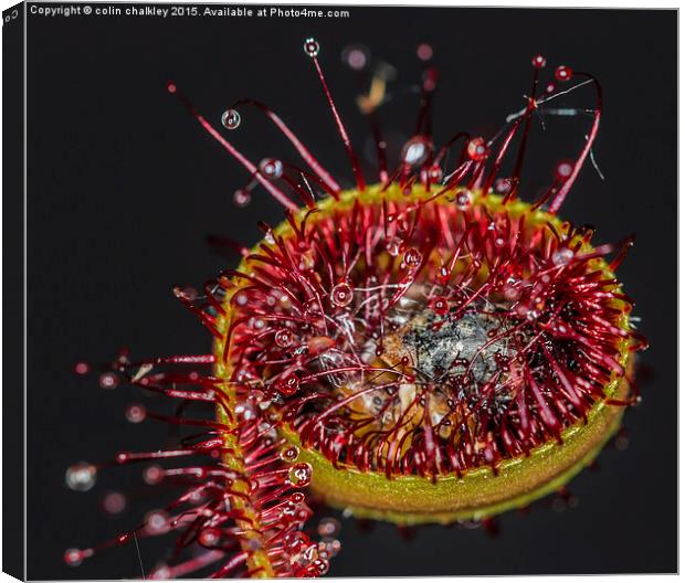  Cape Sundew Canvas Print by colin chalkley