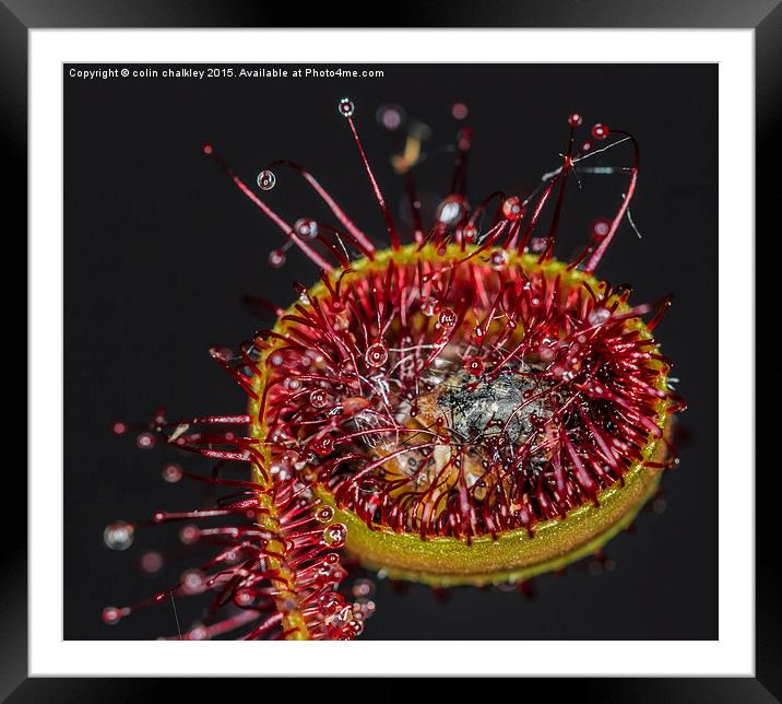  Cape Sundew Framed Mounted Print by colin chalkley