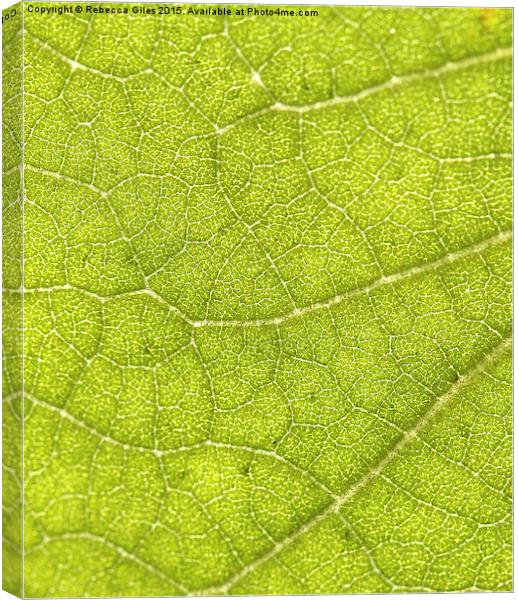  Leaf Canvas Print by Rebecca Giles