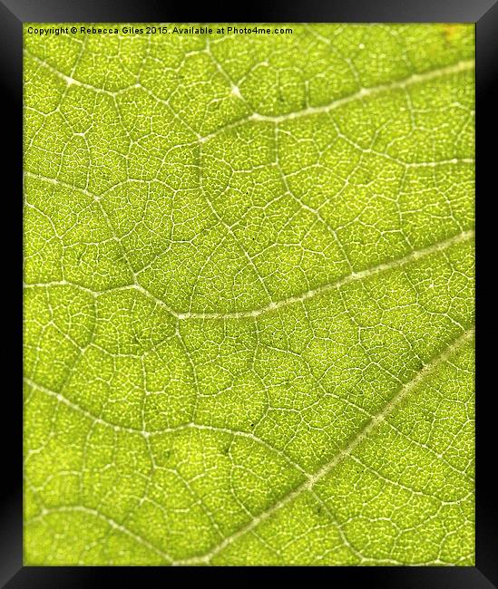  Leaf Framed Print by Rebecca Giles