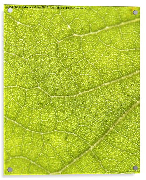  Leaf Acrylic by Rebecca Giles