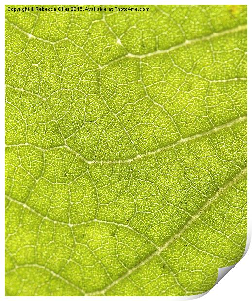  Leaf Print by Rebecca Giles