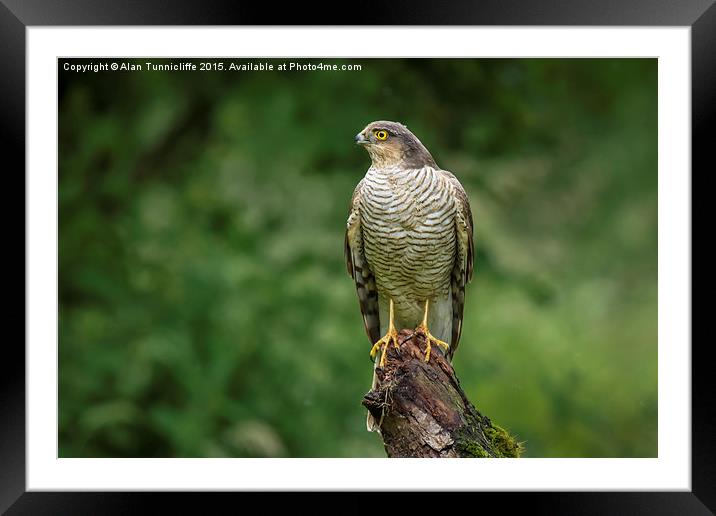 Sparrowhawk Framed Mounted Print by Alan Tunnicliffe