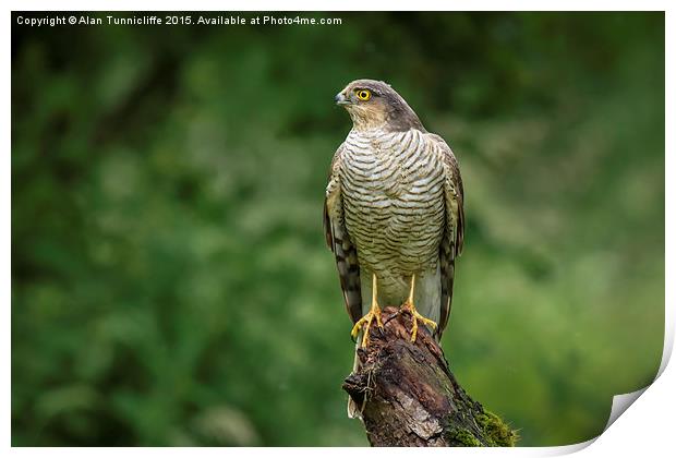 Sparrowhawk Print by Alan Tunnicliffe