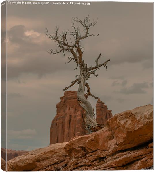 Walking Tree Canvas Print by colin chalkley