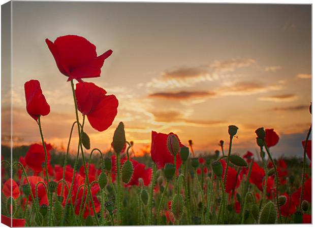  Sunset Poppies Canvas Print by Phil Clements