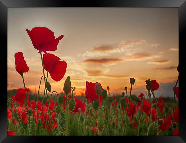  Sunset Poppies Framed Print by Phil Clements