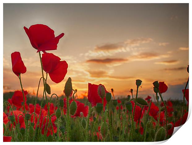  Sunset Poppies Print by Phil Clements