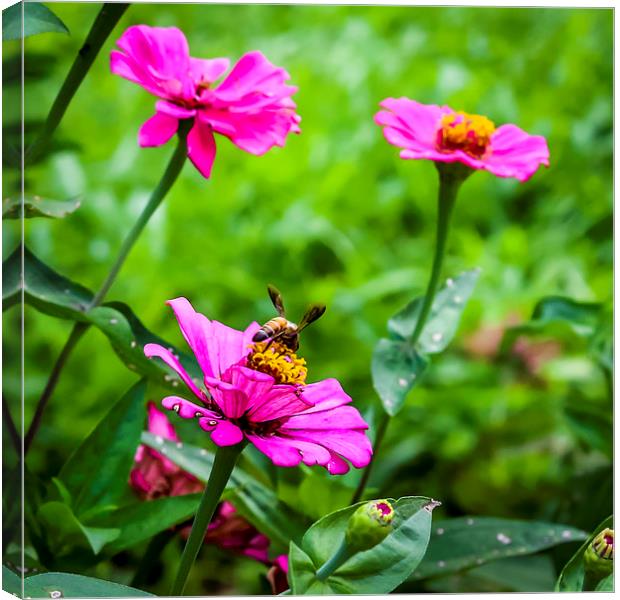  Bee on the flower Canvas Print by Hassan Najmy