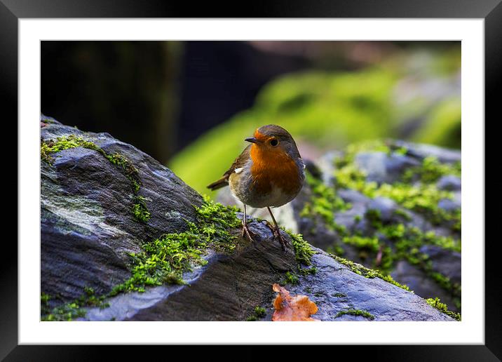 Winter Robin  Framed Mounted Print by Ian Mitchell