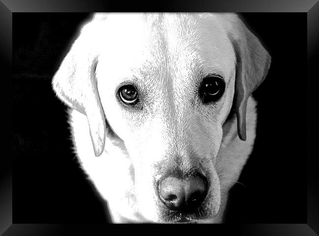  Labrador Look  into my eye's Framed Print by Sue Bottomley