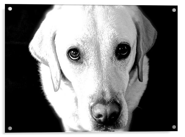  Labrador Look  into my eye's Acrylic by Sue Bottomley