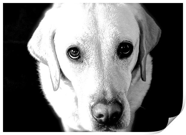  Labrador Look  into my eye's Print by Sue Bottomley
