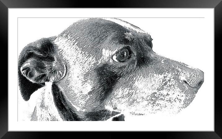   Staffordshire Bull Terrier cross Whippet Framed Mounted Print by Sue Bottomley