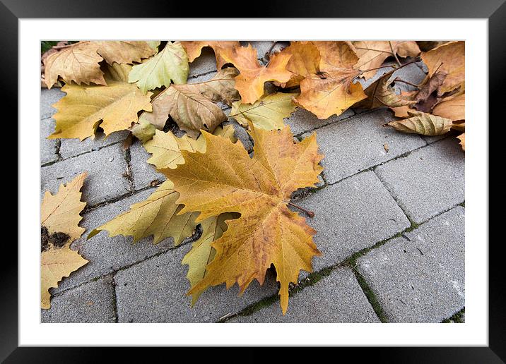 Dry leaves on the street stone pavement Framed Mounted Print by Adrian Bud