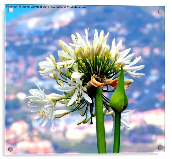 The Island of Flowers Madeira x2 Acrylic by Judith Lightfoot