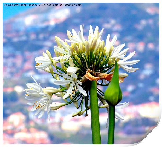 The Island of Flowers Madeira x2 Print by Judith Lightfoot