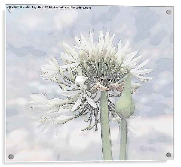 The Island of Flowers Madeira x4 Acrylic by Judith Lightfoot